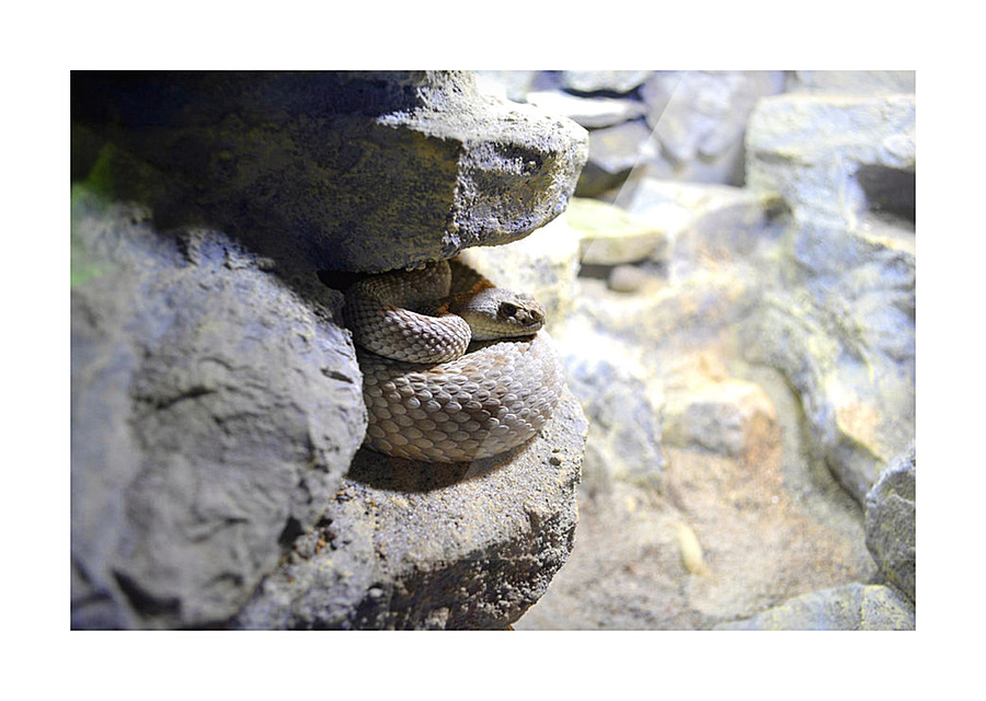 Snake Picture Frame print