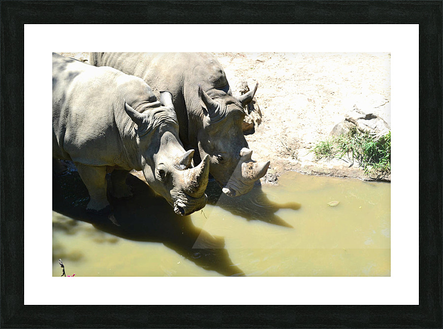 Rhinos Picture Frame print