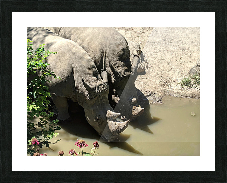 Rhino Picture Frame print