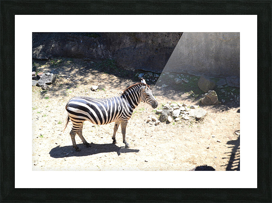 Zebra2 Picture Frame print