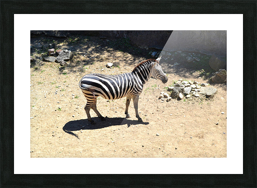 Zebra Picture Frame print