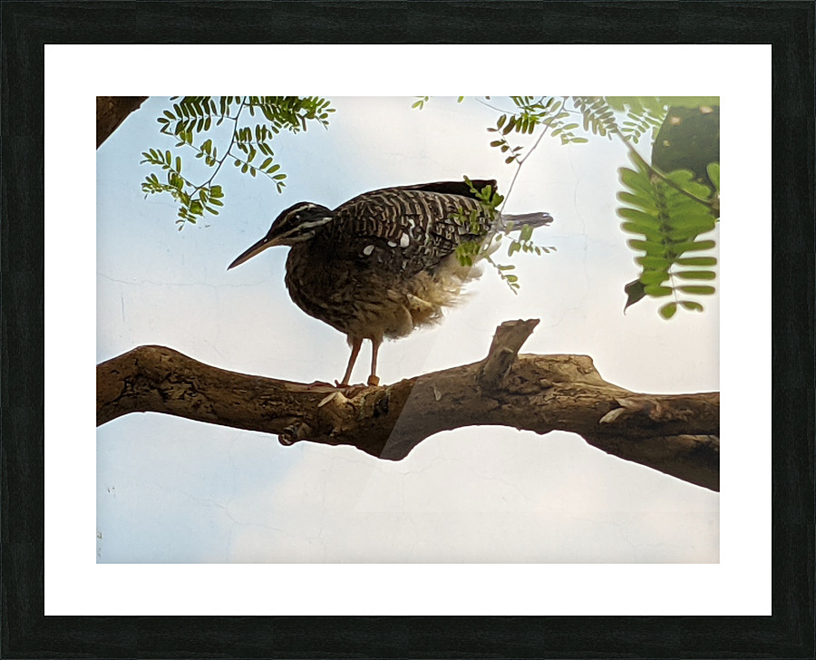 Bird Picture Frame print