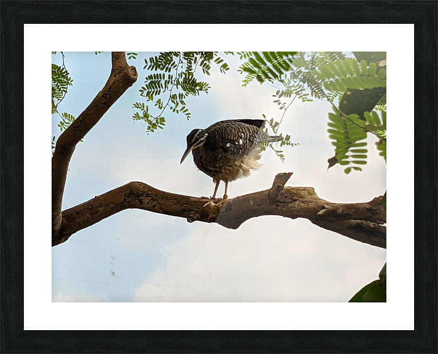 Bird Picture Frame print