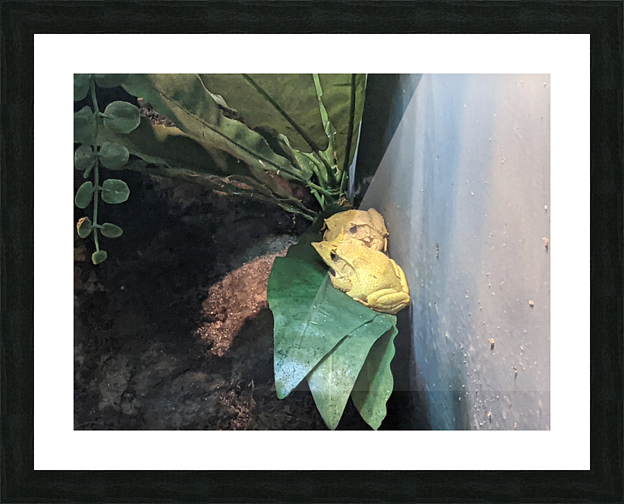 Yellow Frog Picture Frame print