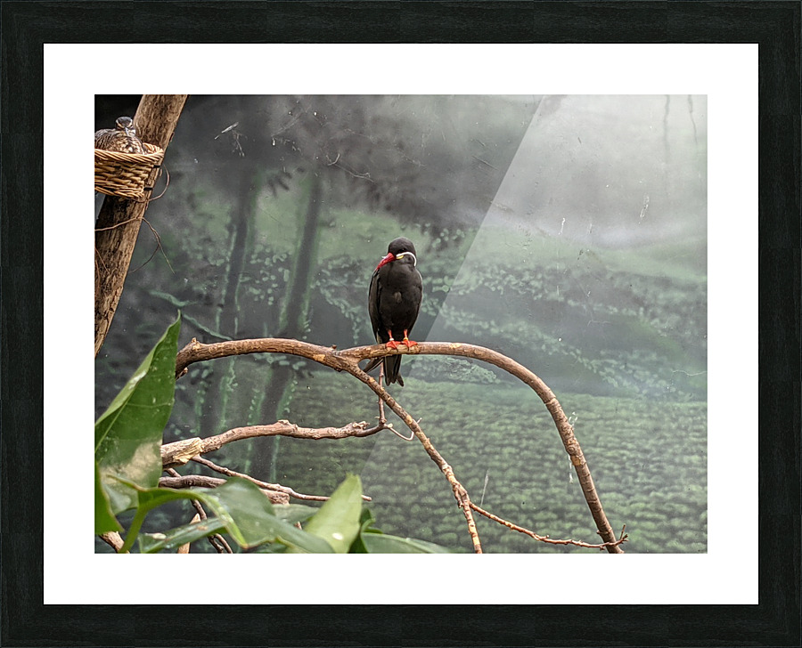 Bird Picture Frame print