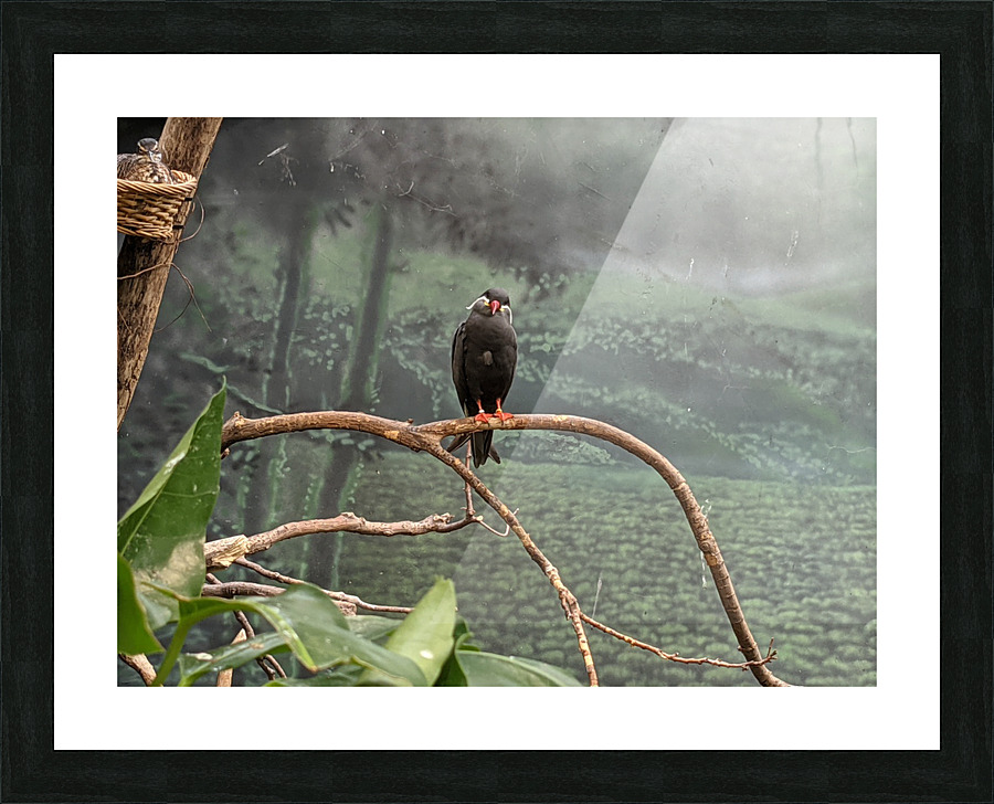Bird Picture Frame print