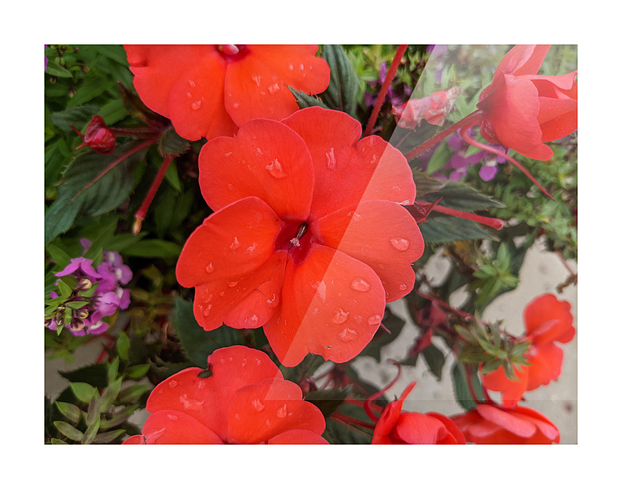 Red Flowers Picture Frame print