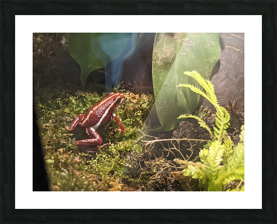 Red Frog Picture Frame print