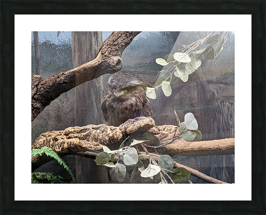 Bird Picture Frame print