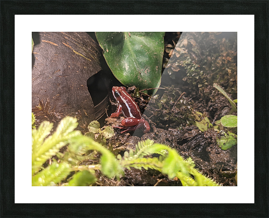 Red Frog Picture Frame print