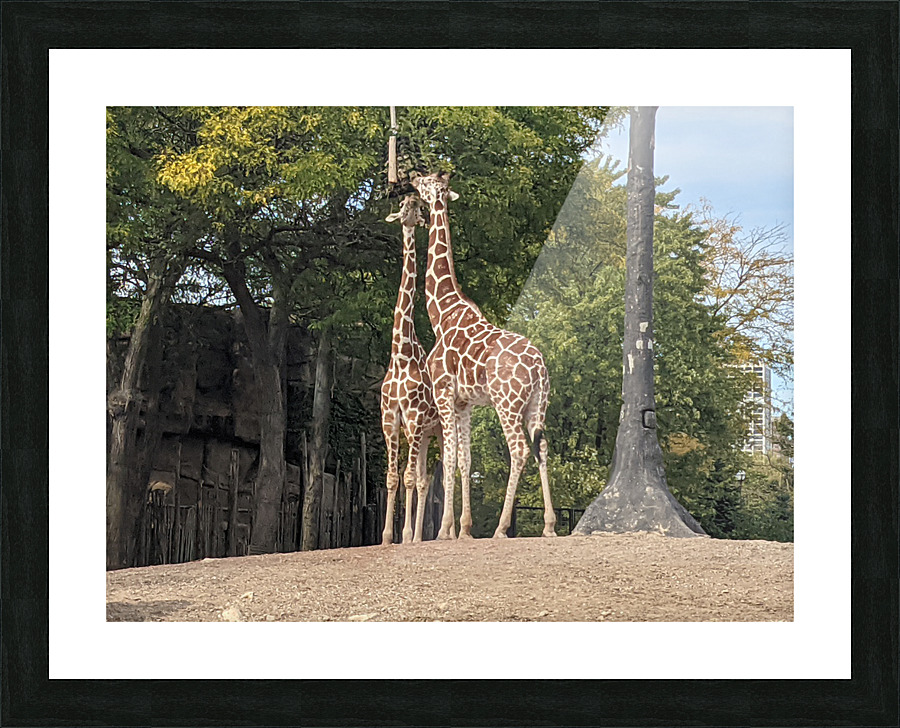 Giraffe Picture Frame print