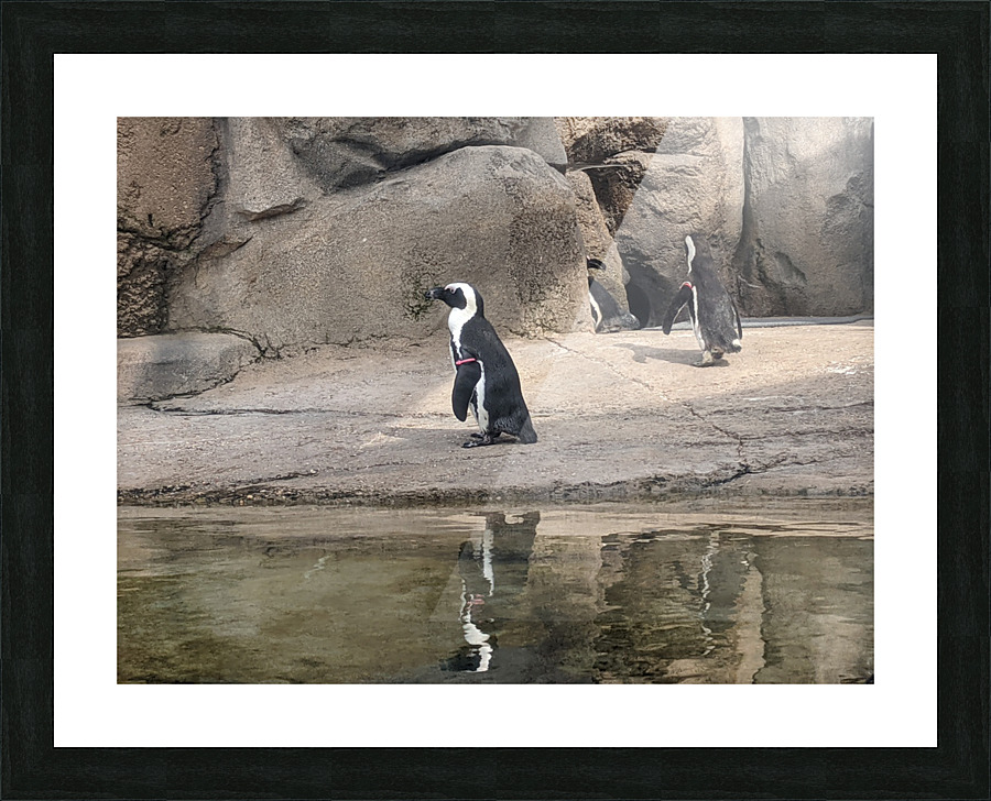 Penguin Picture Frame print