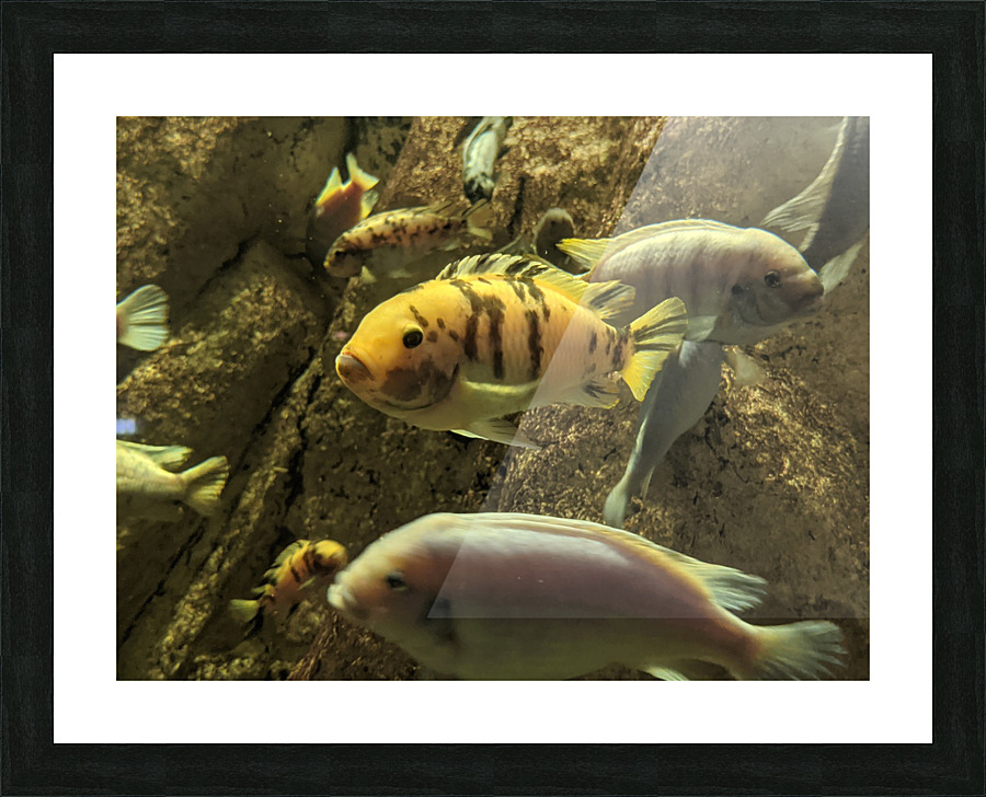 Colorful Fish Picture Frame print
