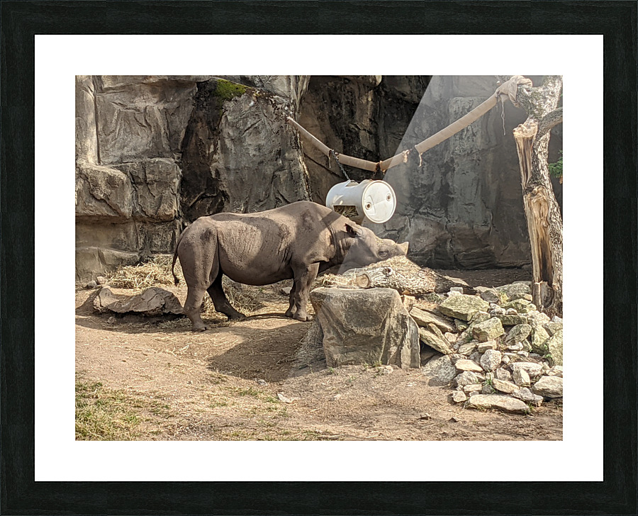 Zoo Picture Frame print