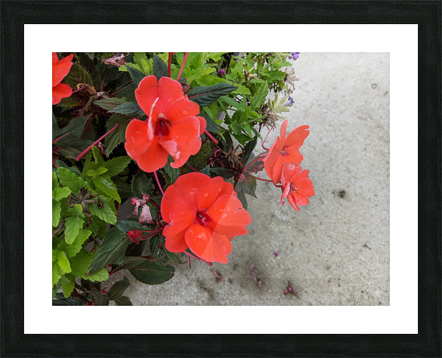 Red Flowers Picture Frame print