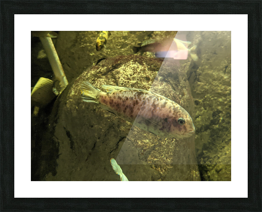 Colorful Fish Picture Frame print