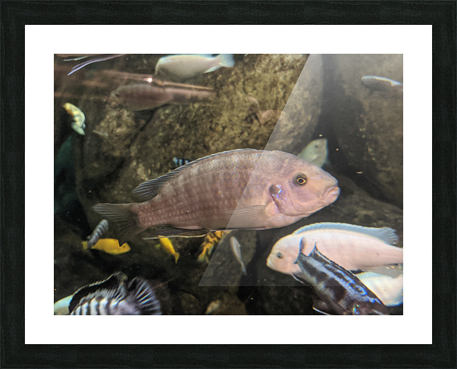 Colorful Fish Picture Frame print