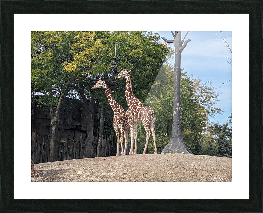 Giraffe Picture Frame print