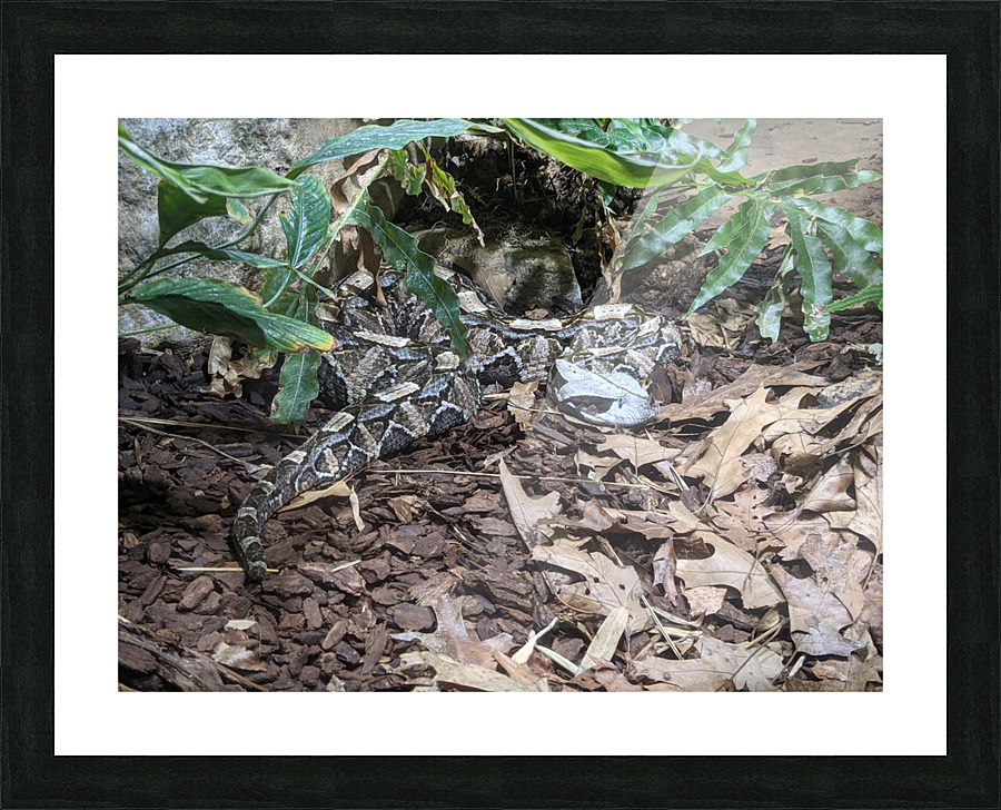 Zoo Picture Frame print