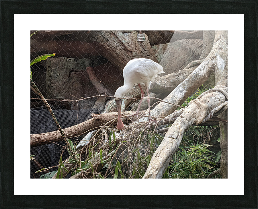 White Bird Picture Frame print