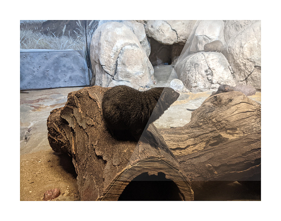 Zoo Picture Frame print