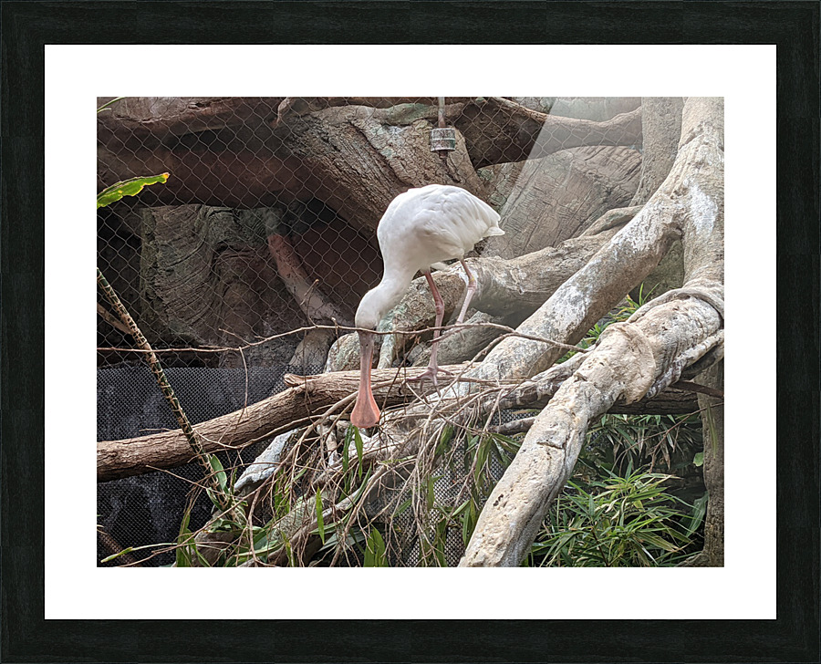 White Bird Picture Frame print