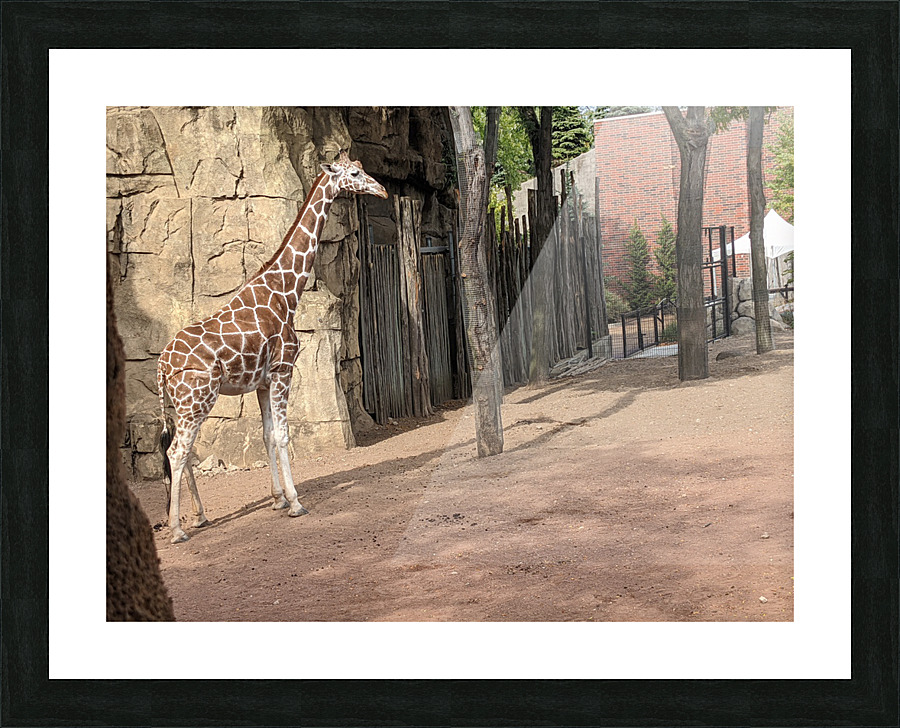 Giraffe Picture Frame print