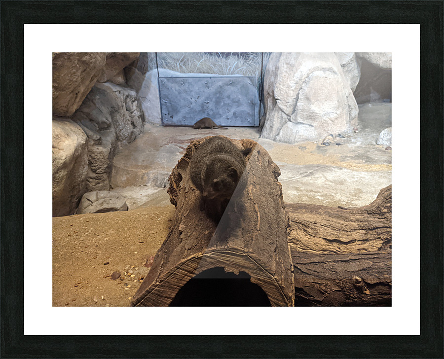 Zoo Picture Frame print