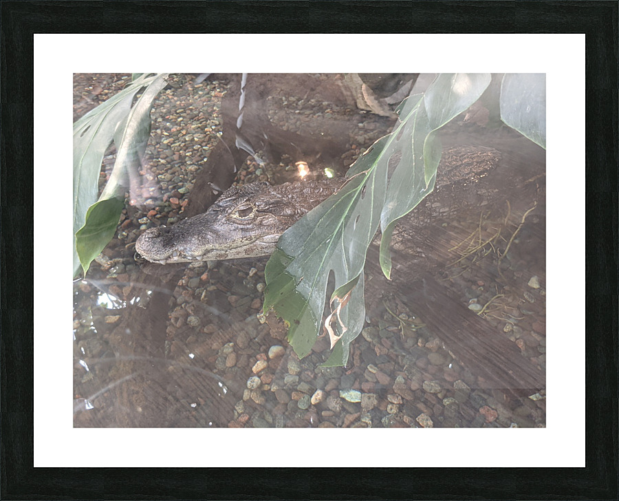 Zoo Picture Frame print