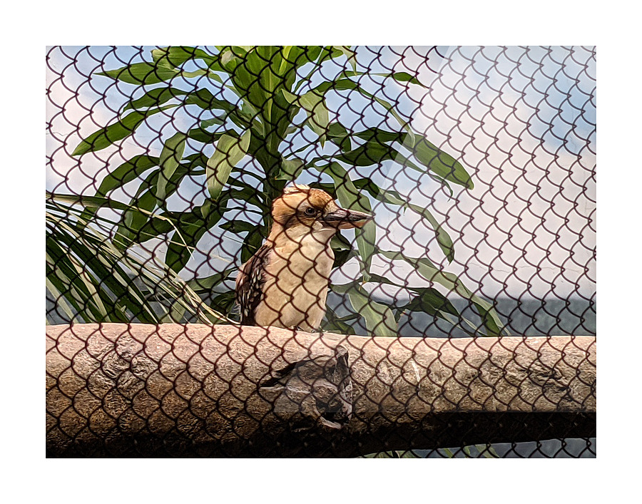 Zoo Picture Frame print