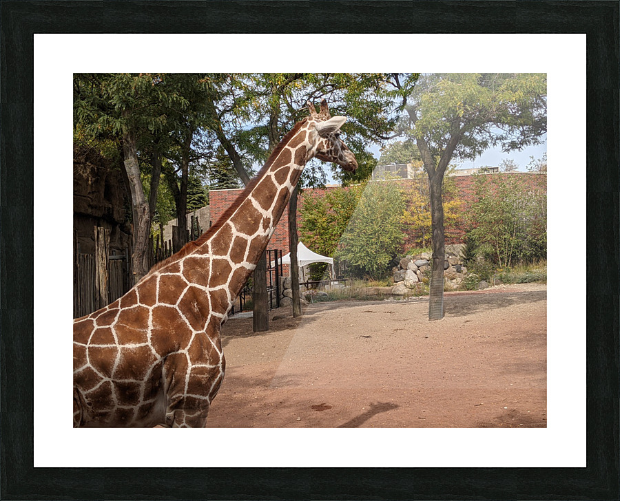Giraffe Picture Frame print