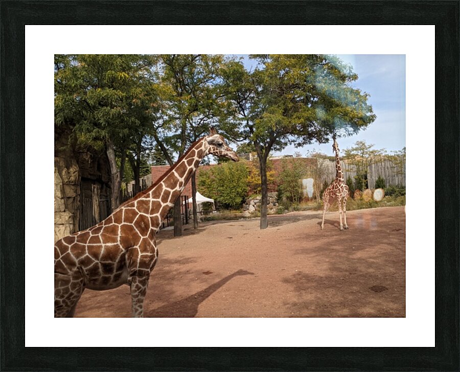 Giraffe Picture Frame Printing
