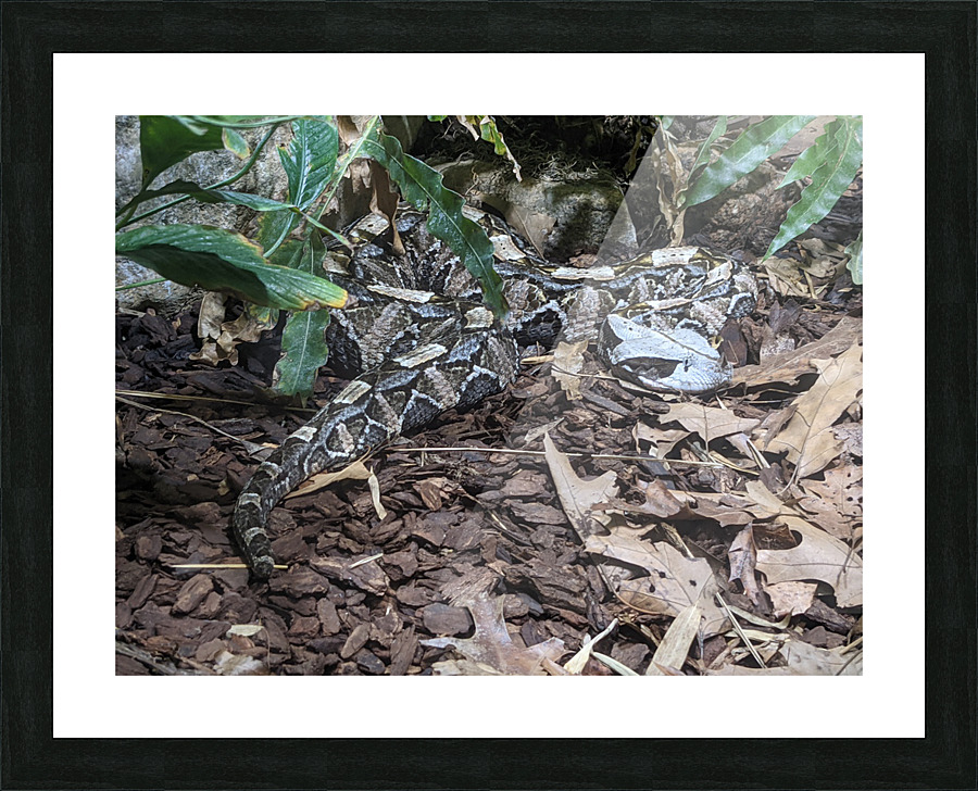 Snake Picture Frame print