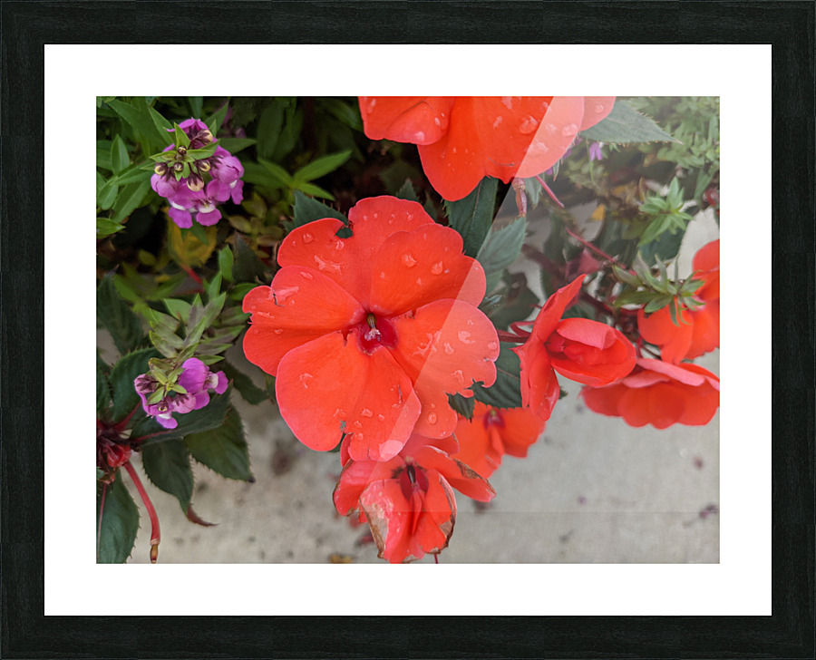 Red Flowers Picture Frame print