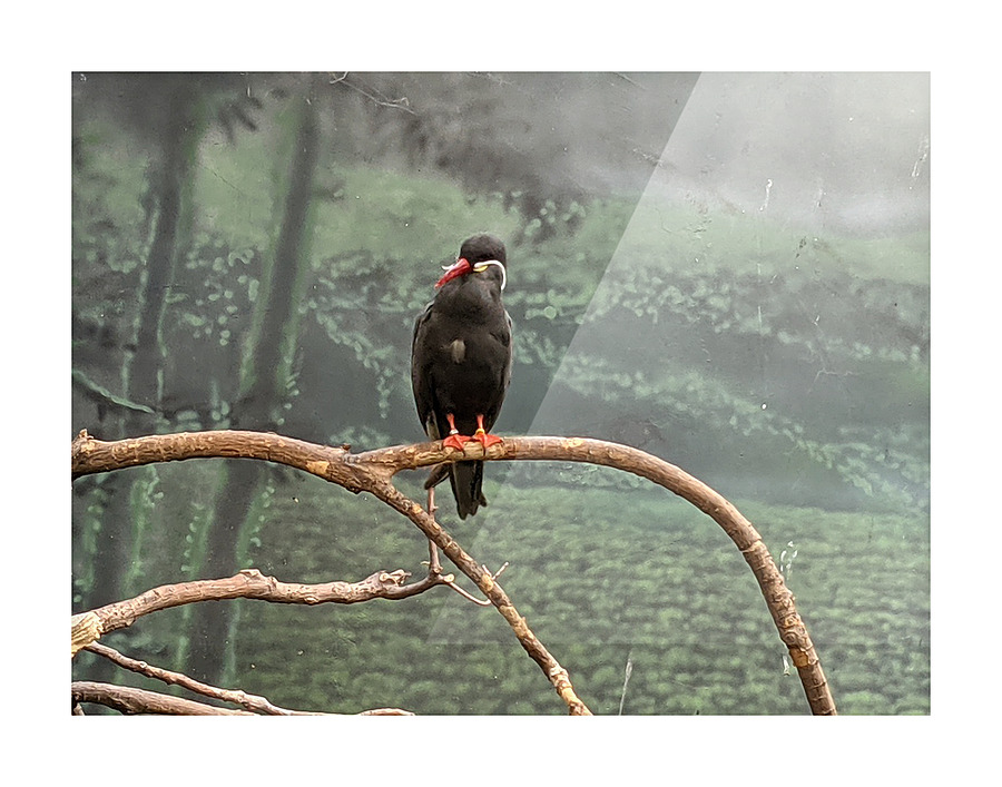 Bird Picture Frame print