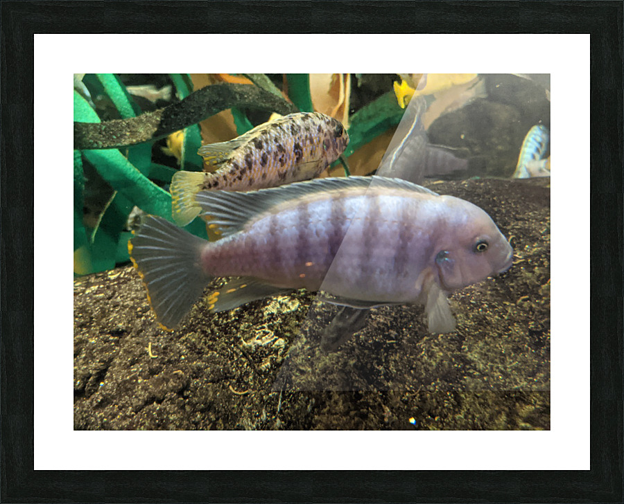 Colorful Fish Picture Frame print