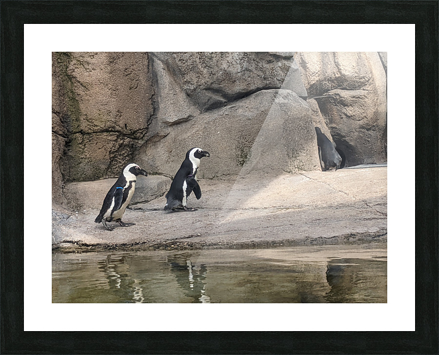 Penguin Picture Frame print