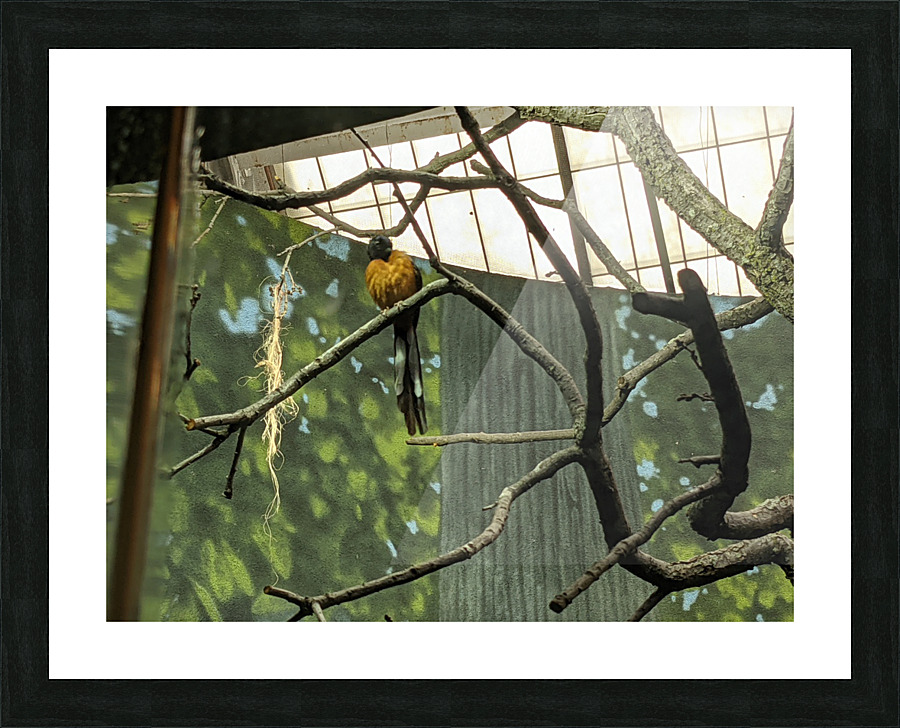 Zoo Picture Frame print