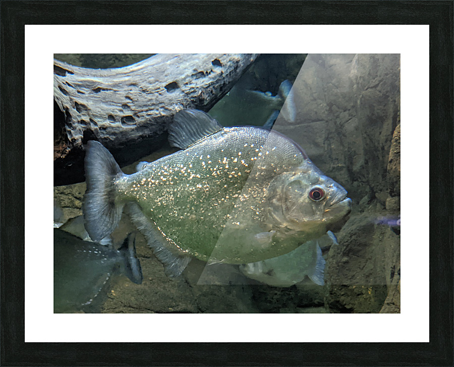 Colorful Fish Picture Frame print