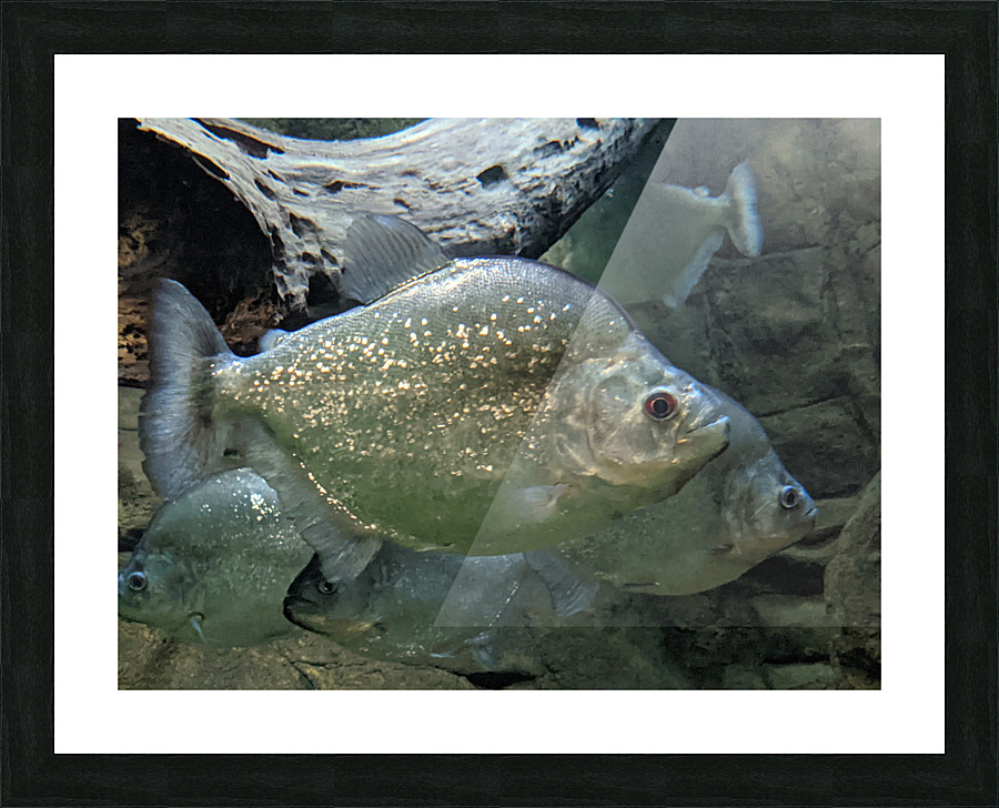 Colorful Fish Picture Frame print