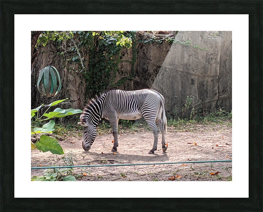 Zebra Picture Frame print