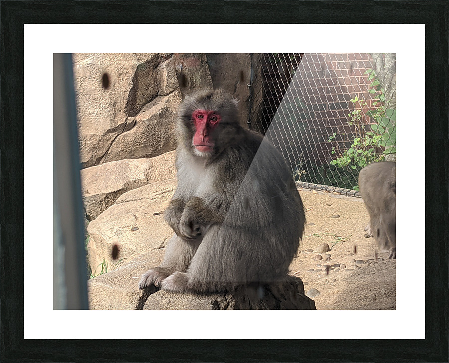 Monkey Picture Frame print
