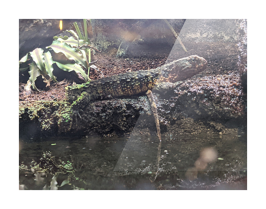 Reptile Picture Frame print