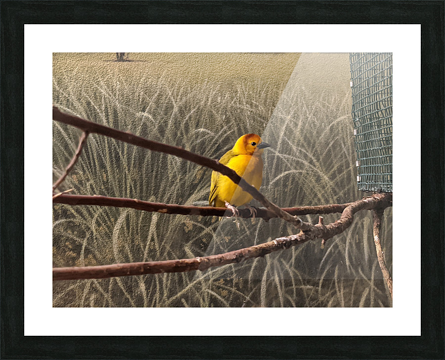 Colorful Bird Picture Frame print