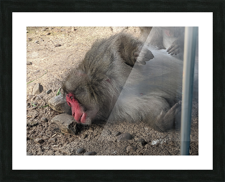 Monkey Picture Frame print
