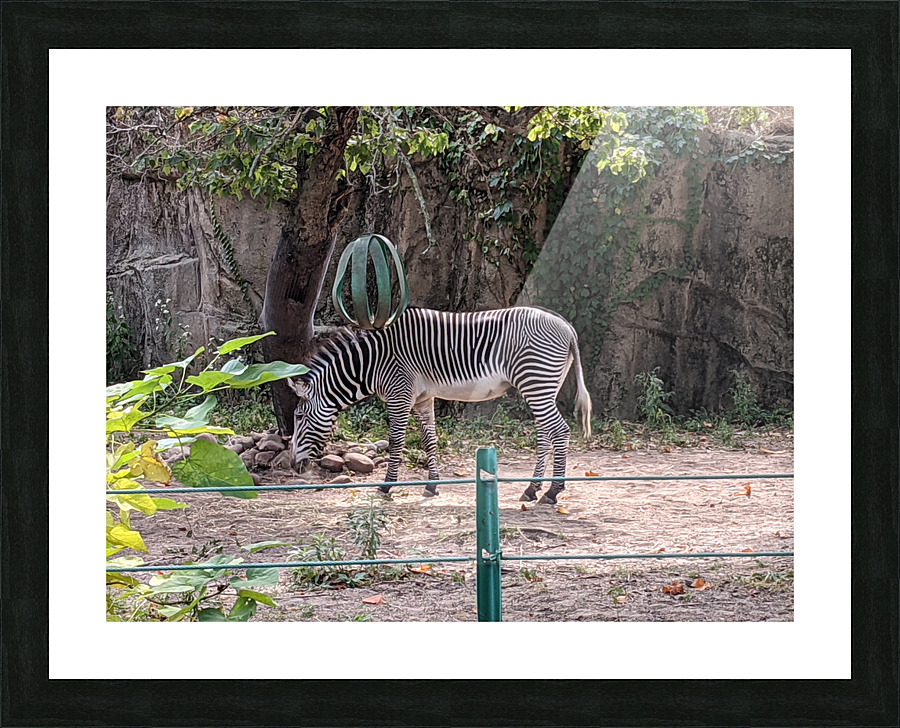 Zebra Picture Frame print