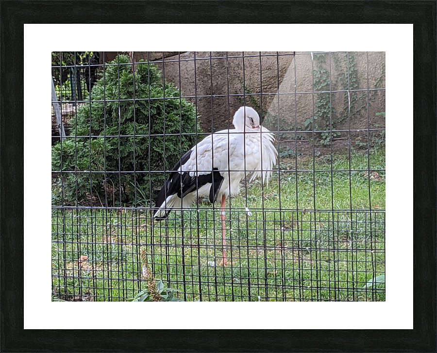 White Bird Picture Frame print