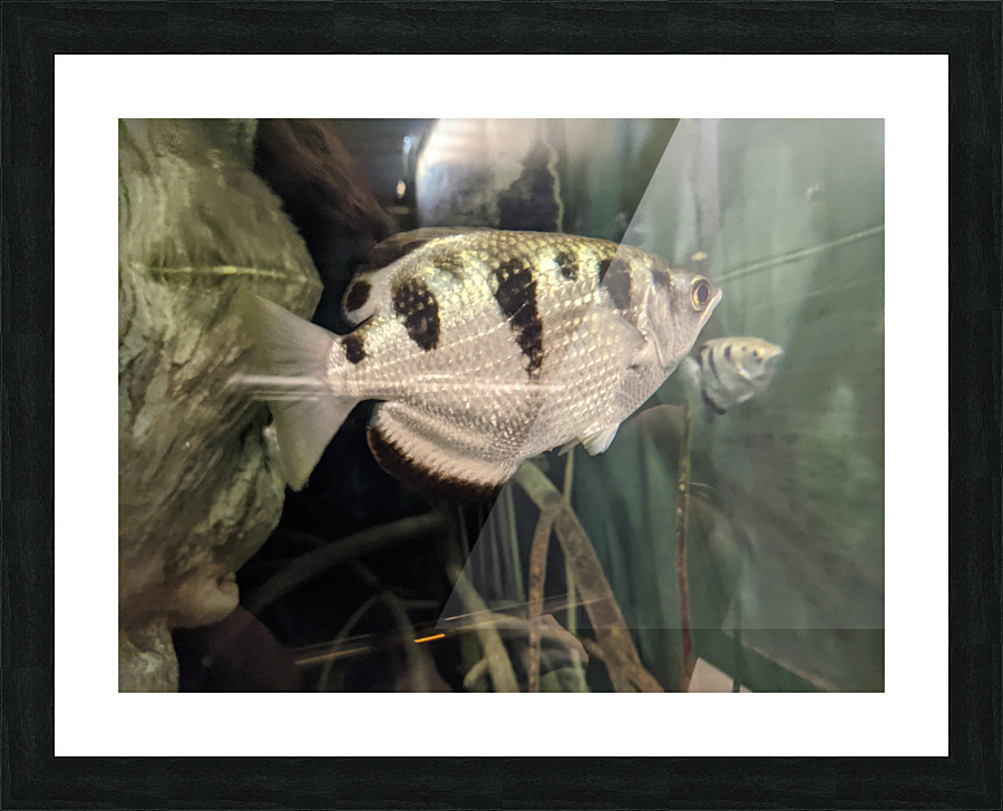 Colorful Fish Picture Frame print