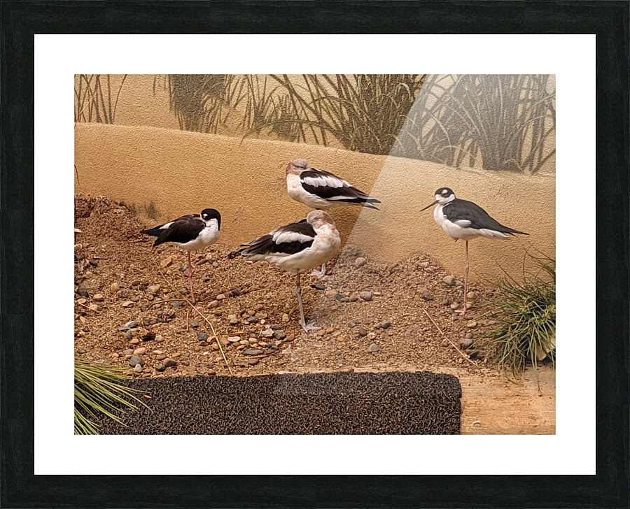 Birds Picture Frame print