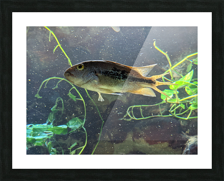 Colorful Fish Picture Frame print